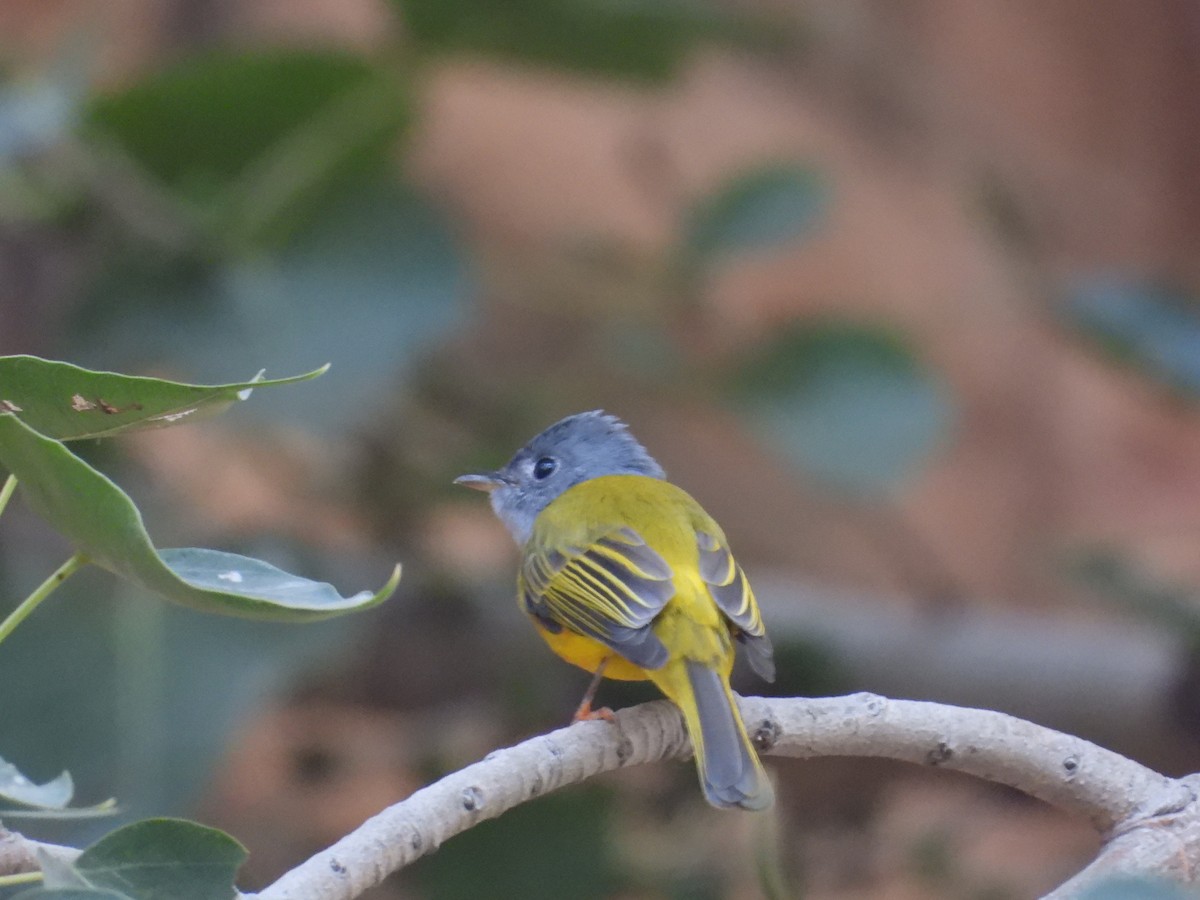 Gray-headed Canary-Flycatcher - ML646965453