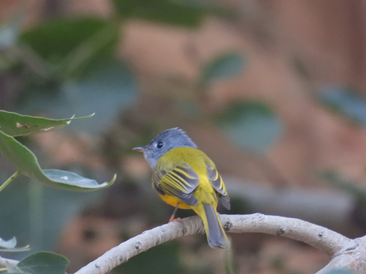 Gray-headed Canary-Flycatcher - ML646965454