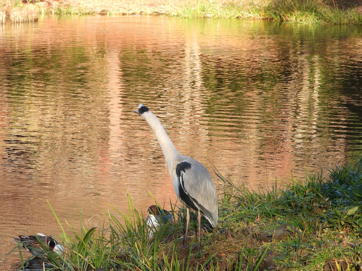 gråhegre - ML646965455