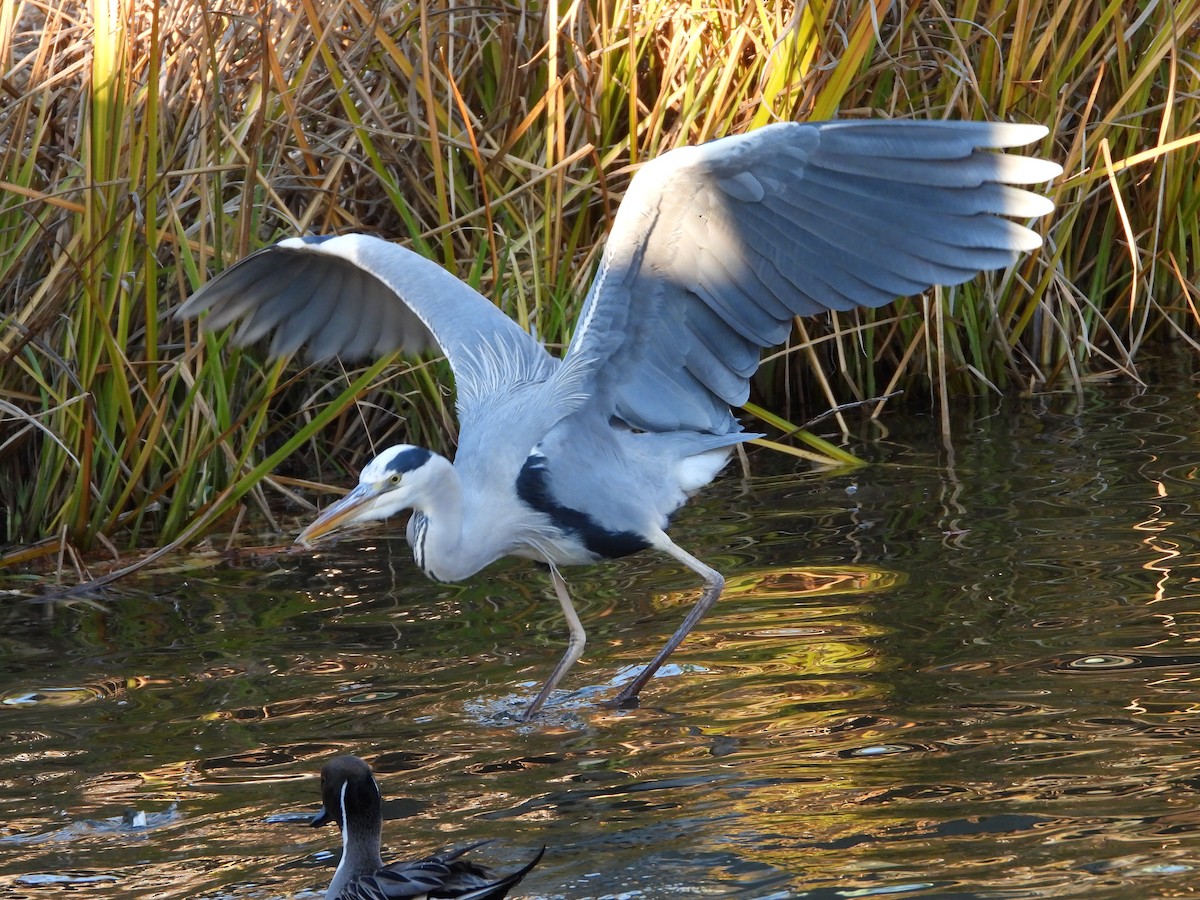 gråhegre - ML646965457