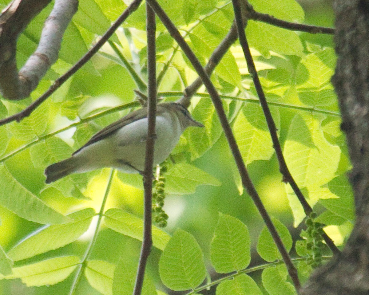 Red-eyed Vireo - ML646965458