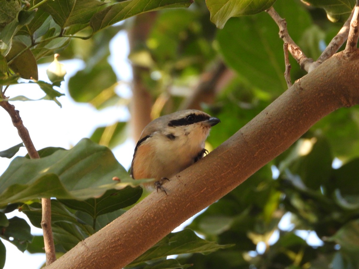 Сорокопуд довгохвостий - ML646965459