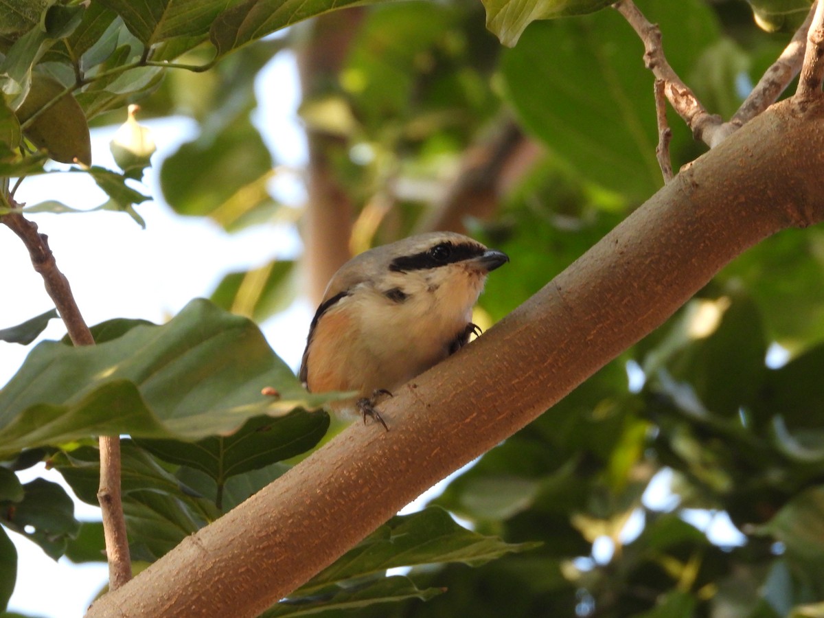 Сорокопуд довгохвостий - ML646965460