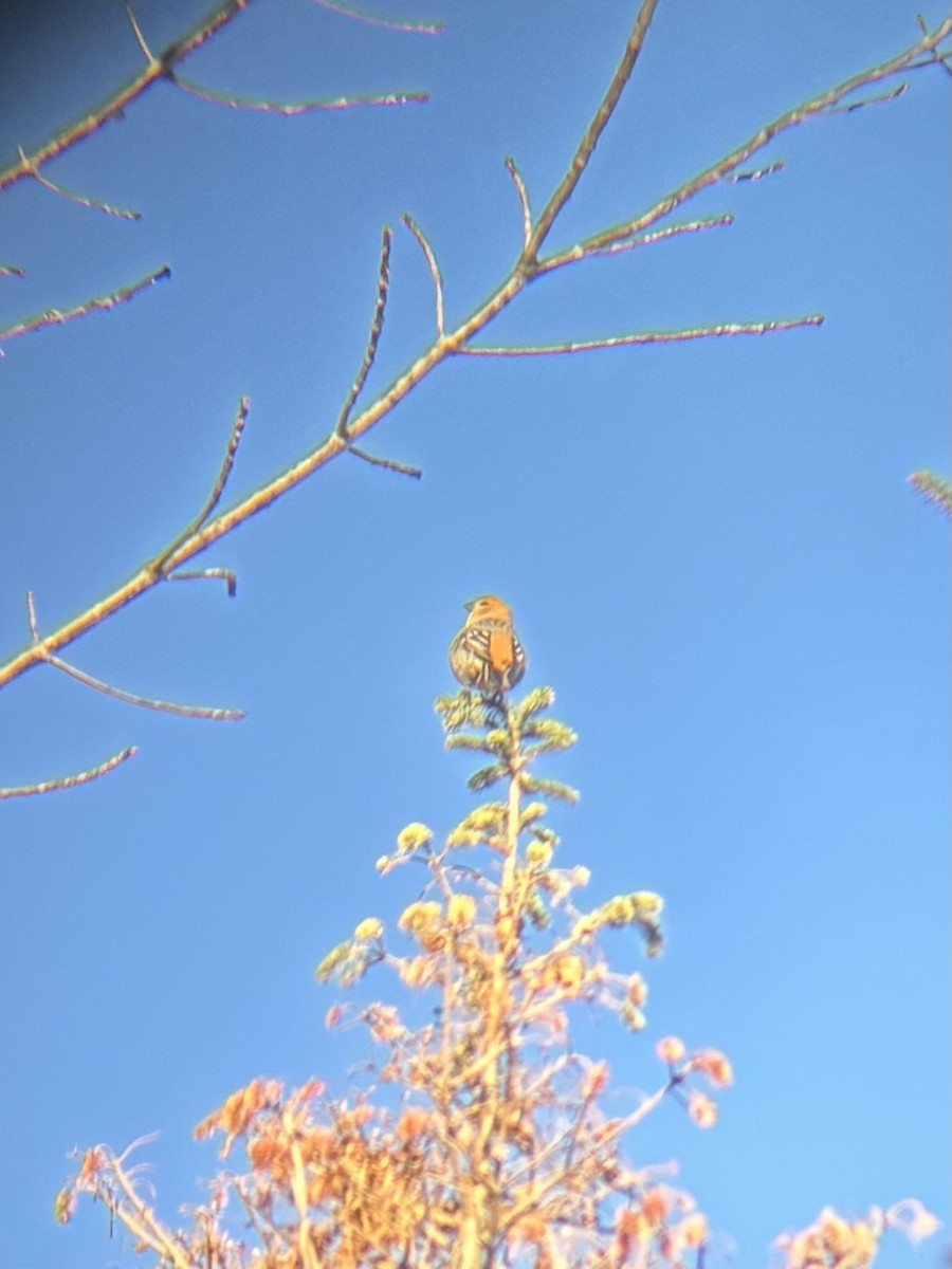 Ciuffolotto delle pinete - ML646965462