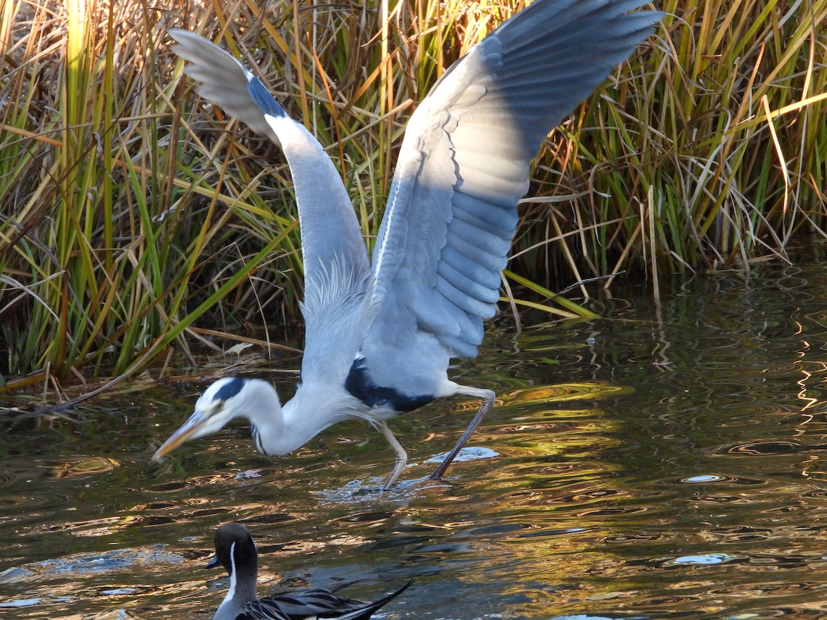 gråhegre - ML646965463