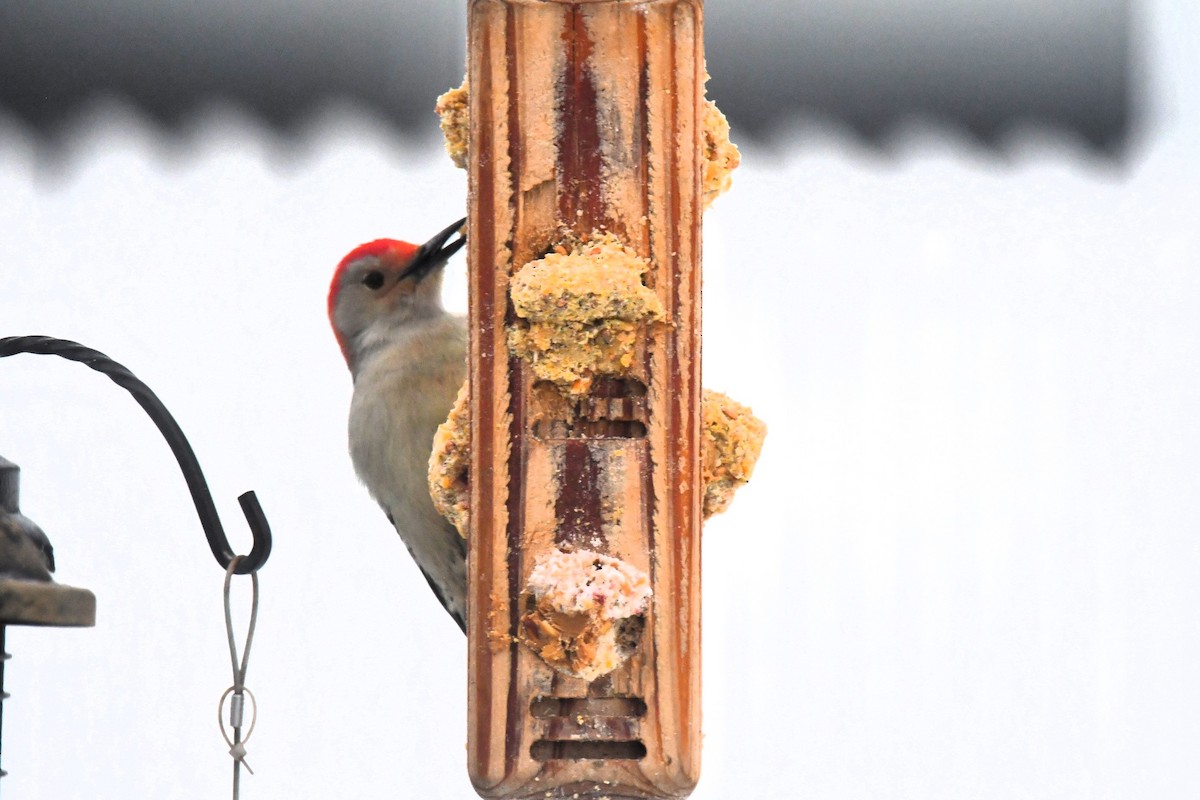 Каролинский дятел - ML646965464