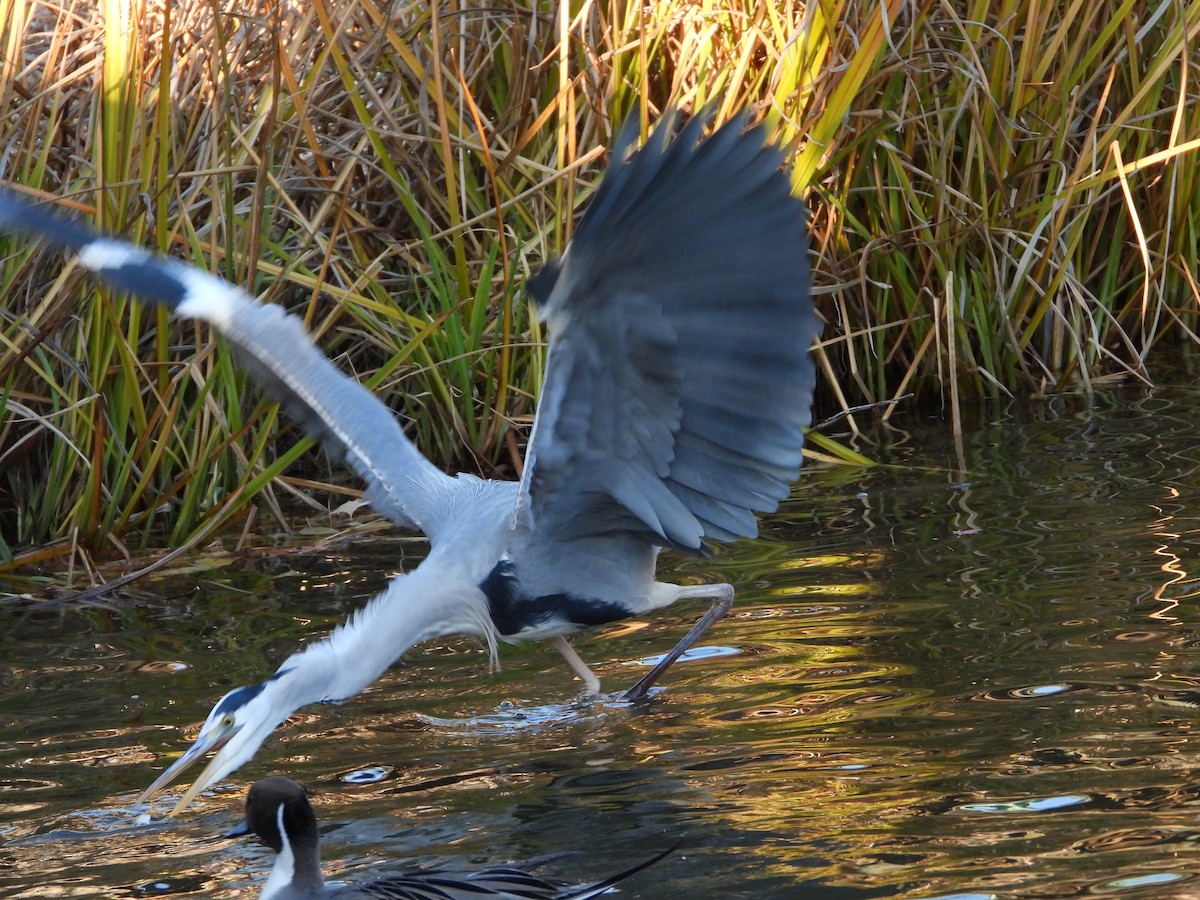 gråhegre - ML646965465