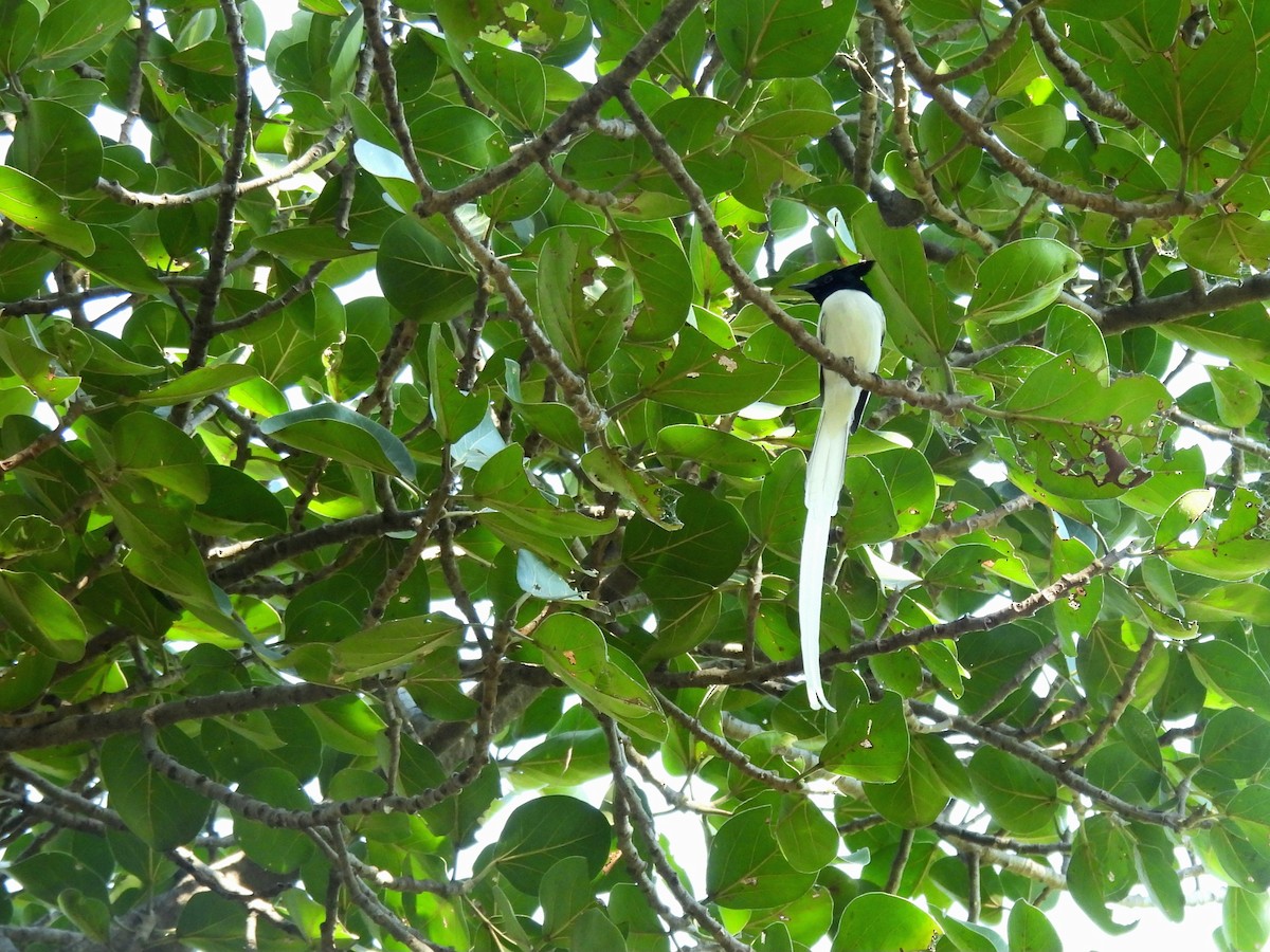 Indian Paradise-Flycatcher - ML646965466