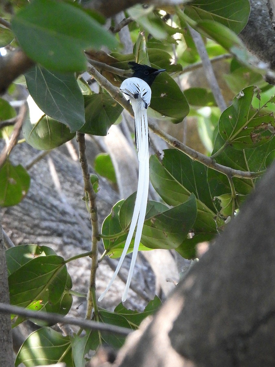 Indian Paradise-Flycatcher - ML646965467