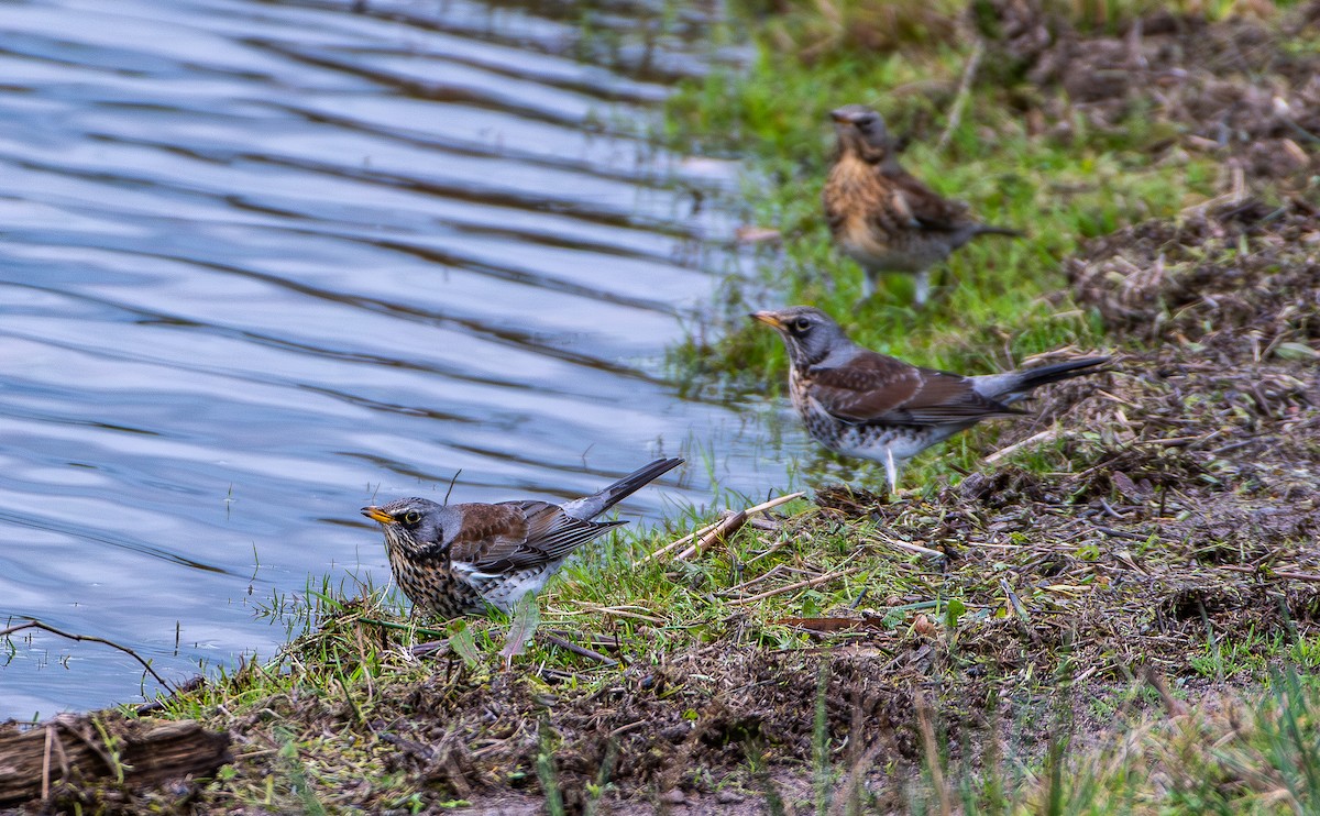 gråtrost - ML646965468