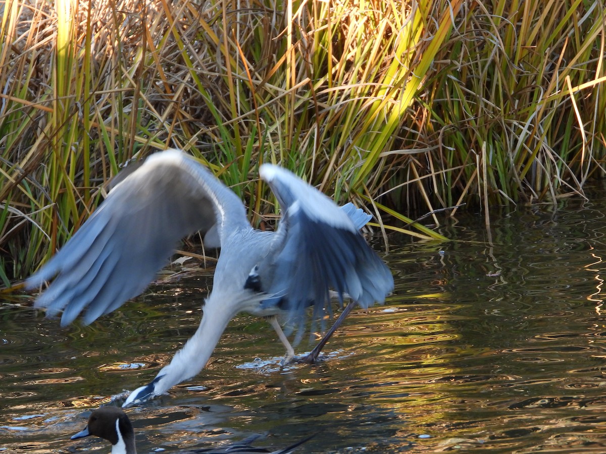 gråhegre - ML646965469