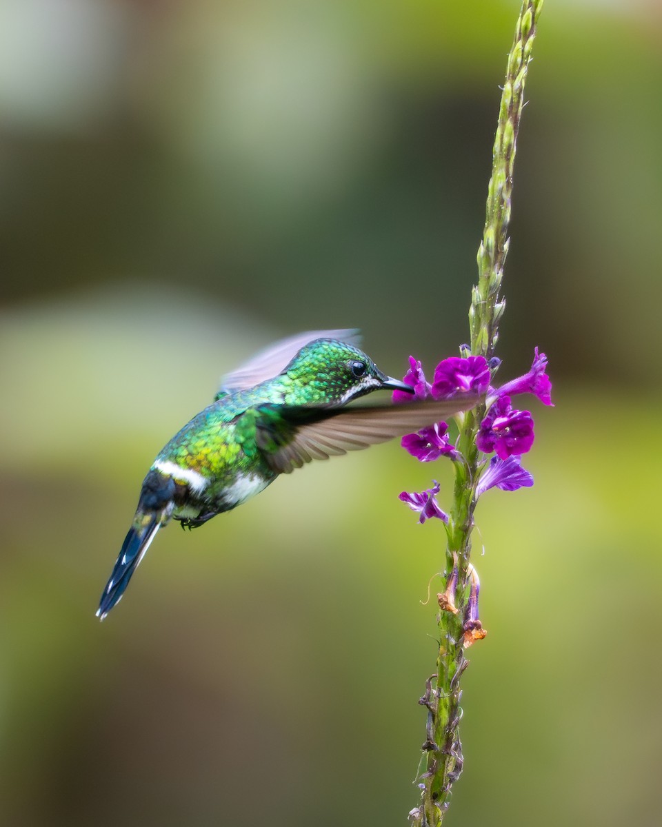 Coquette à queue fine - ML646965470