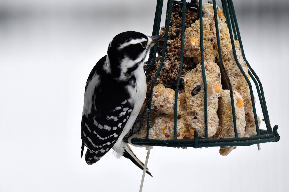 Волосатый дятел - ML646965472