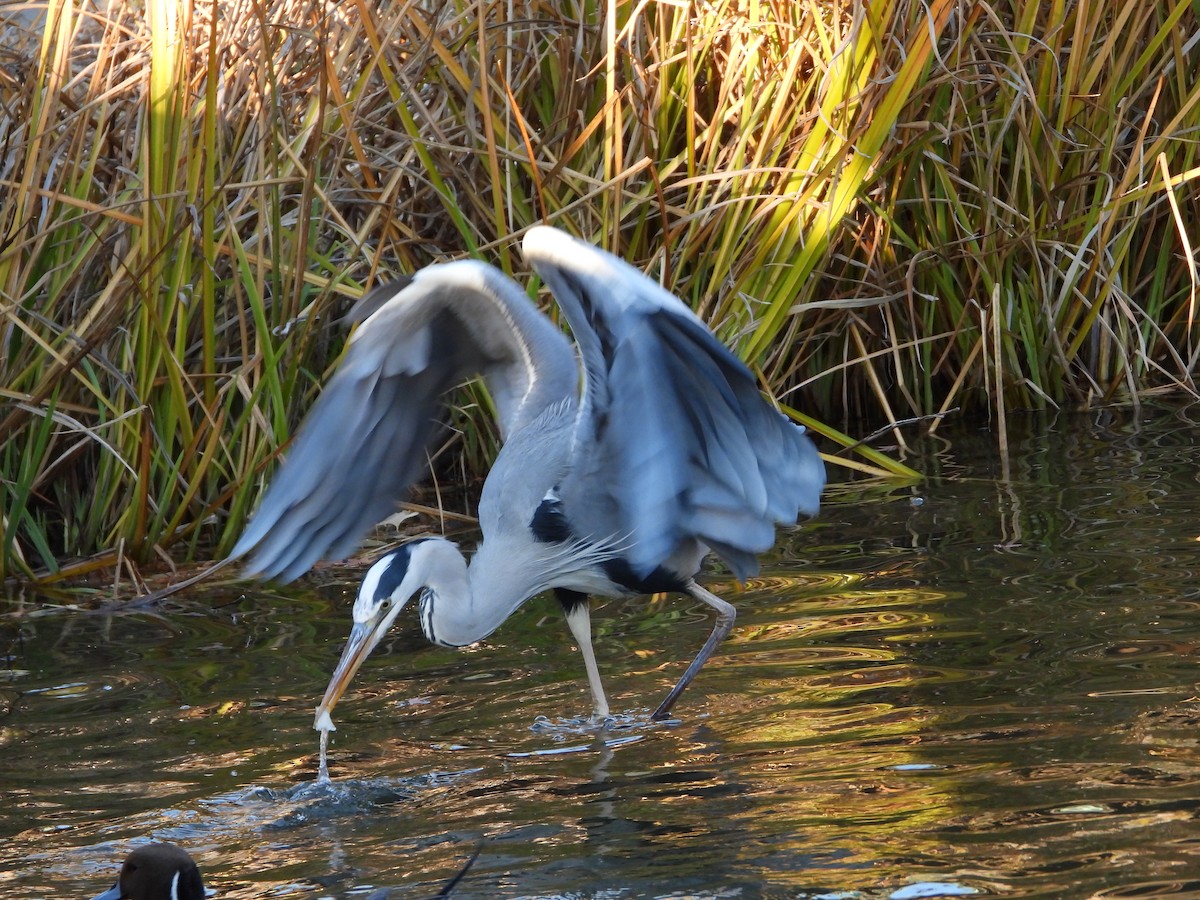 gråhegre - ML646965473