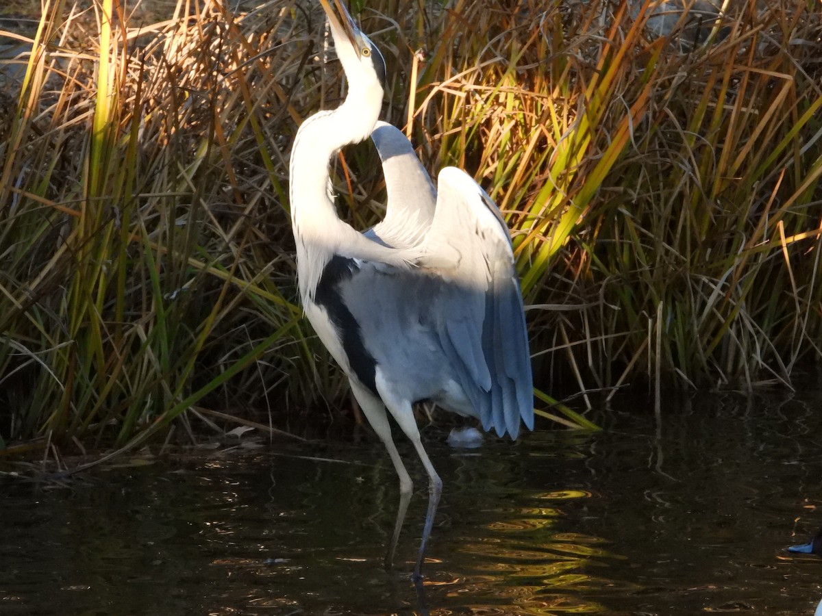 gråhegre - ML646965476