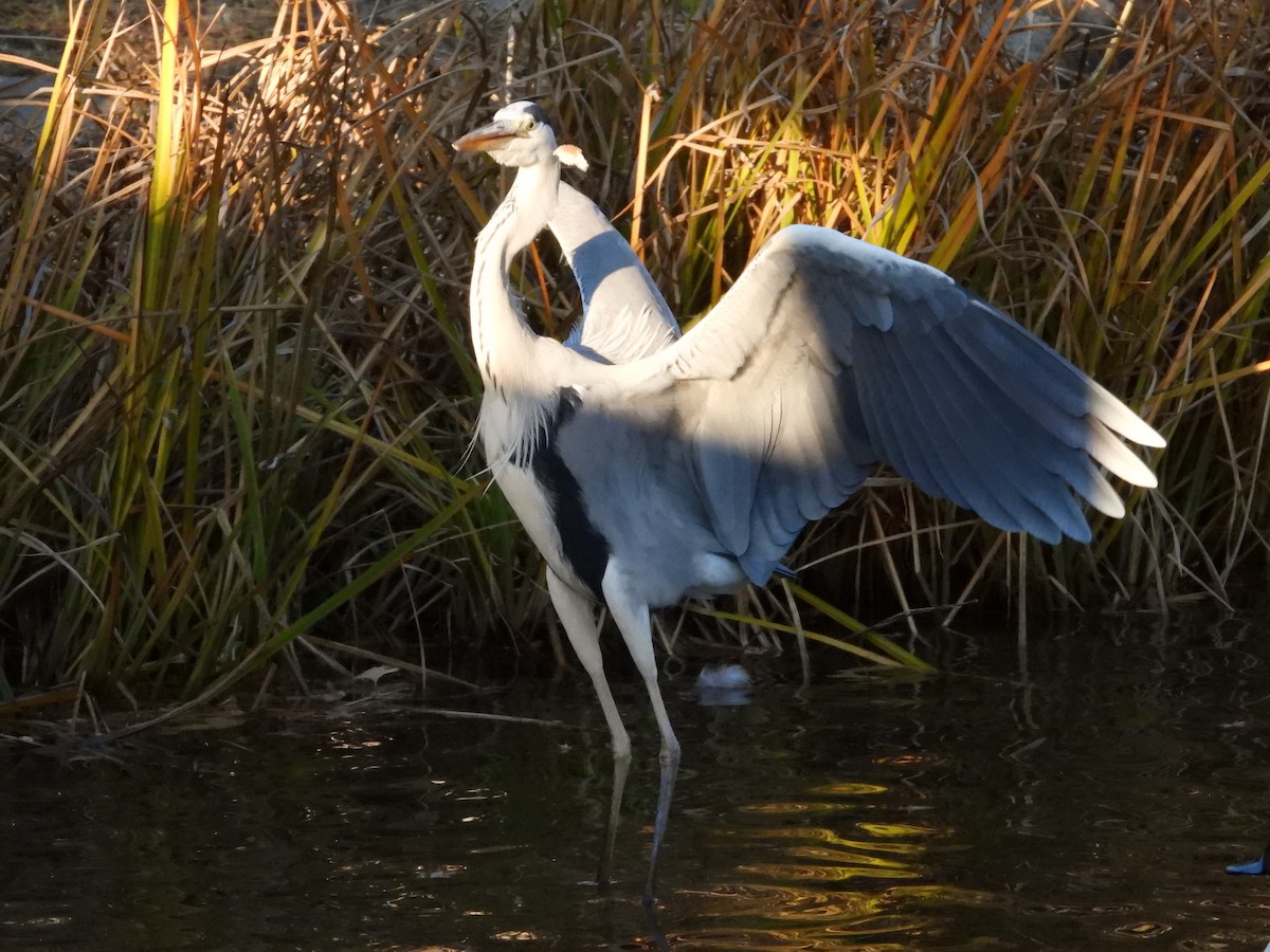 gråhegre - ML646965478