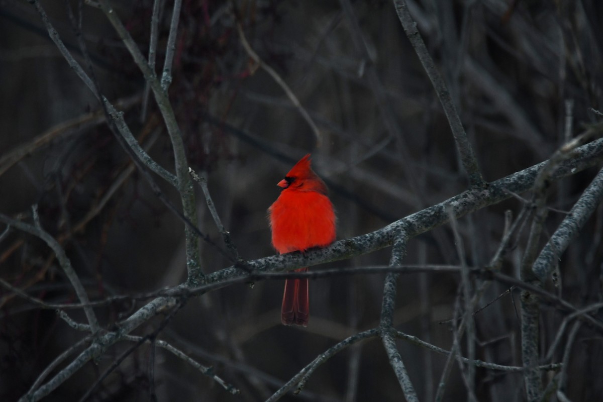 Красный кардинал - ML646965479