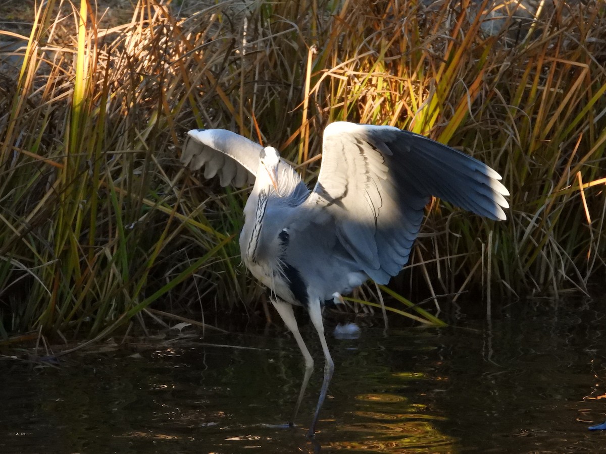 gråhegre - ML646965480