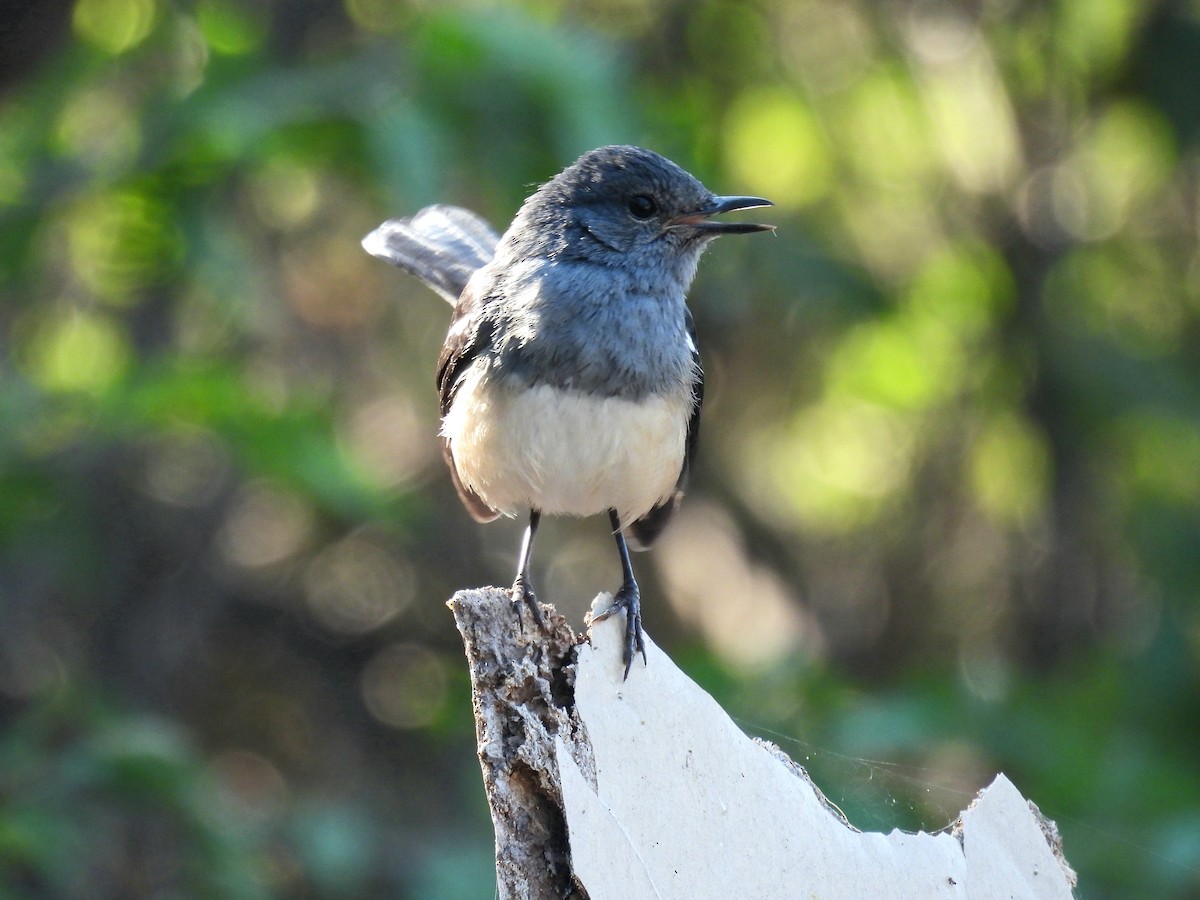 鵲鴝 - ML646965481