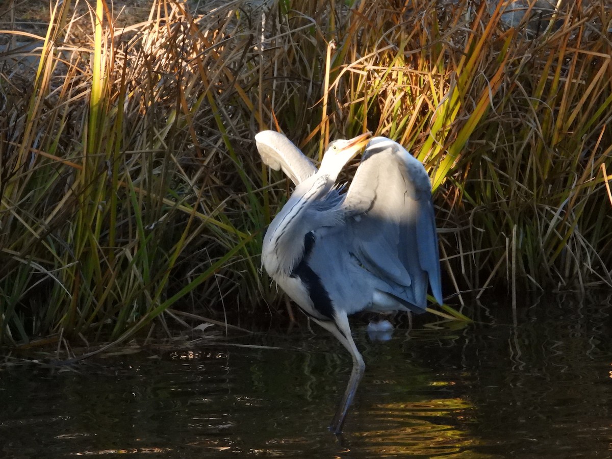 gråhegre - ML646965485