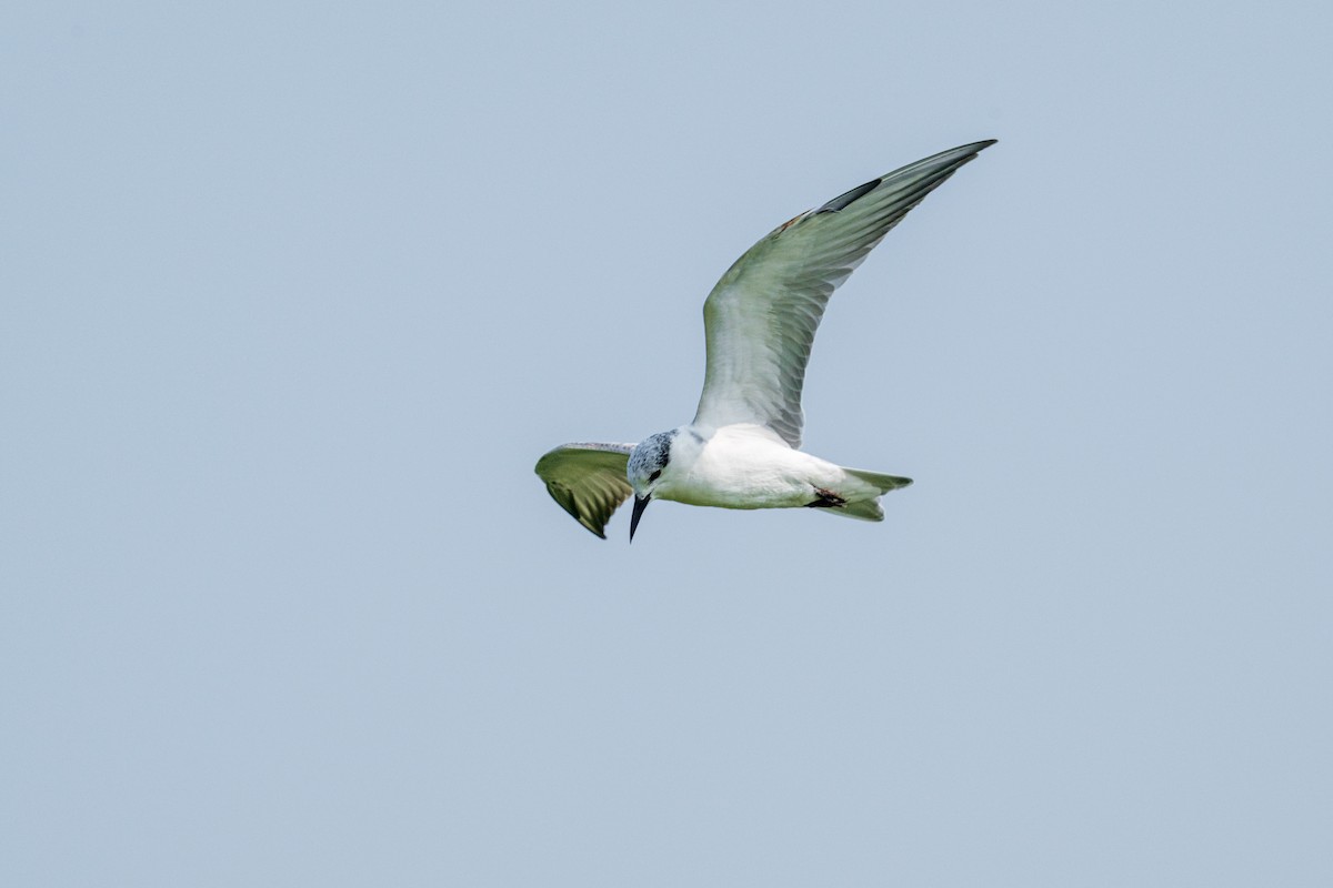 Белощёкая крачка - ML646965486