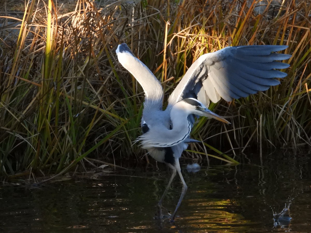 gråhegre - ML646965487