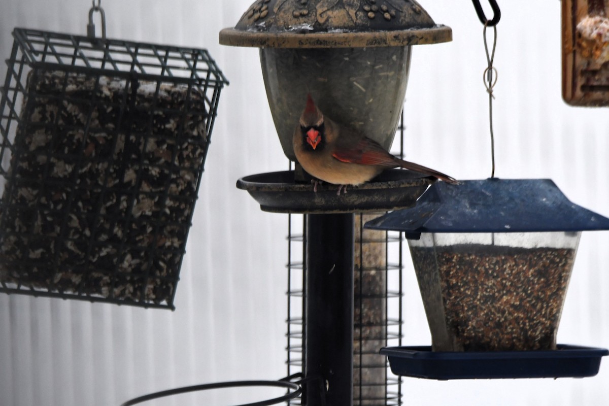 Красный кардинал - ML646965491