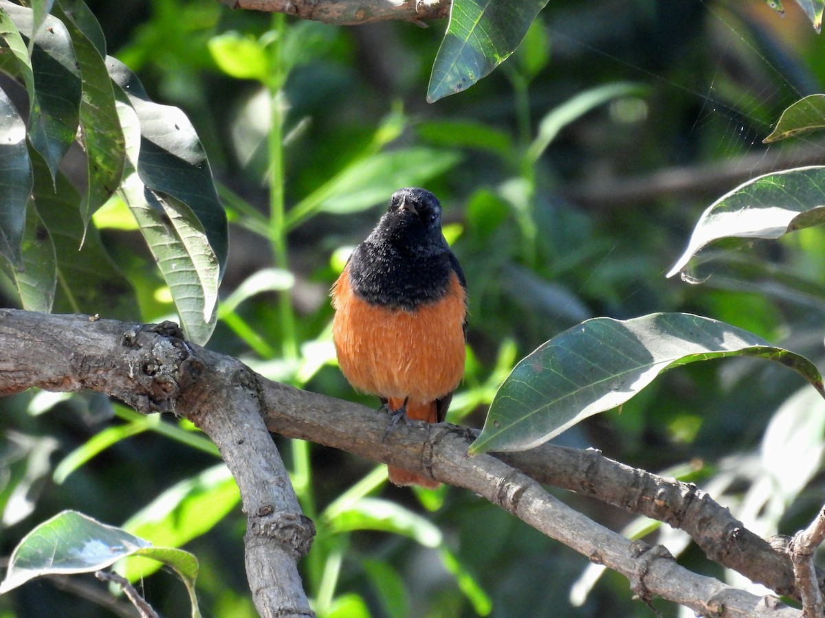 赭紅尾鴝 - ML646965496