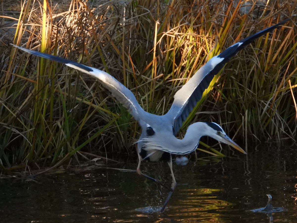 gråhegre - ML646965497