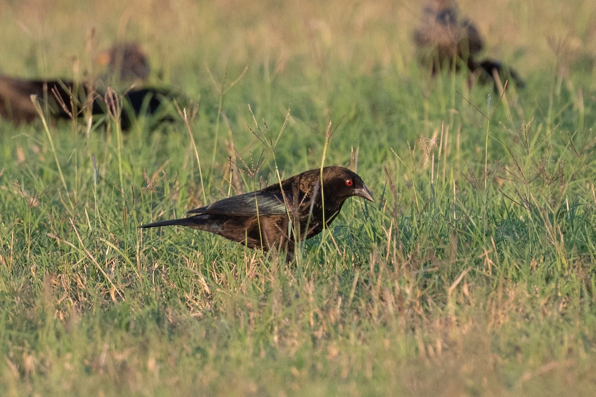 Bronzed Cowbird - ML646965505