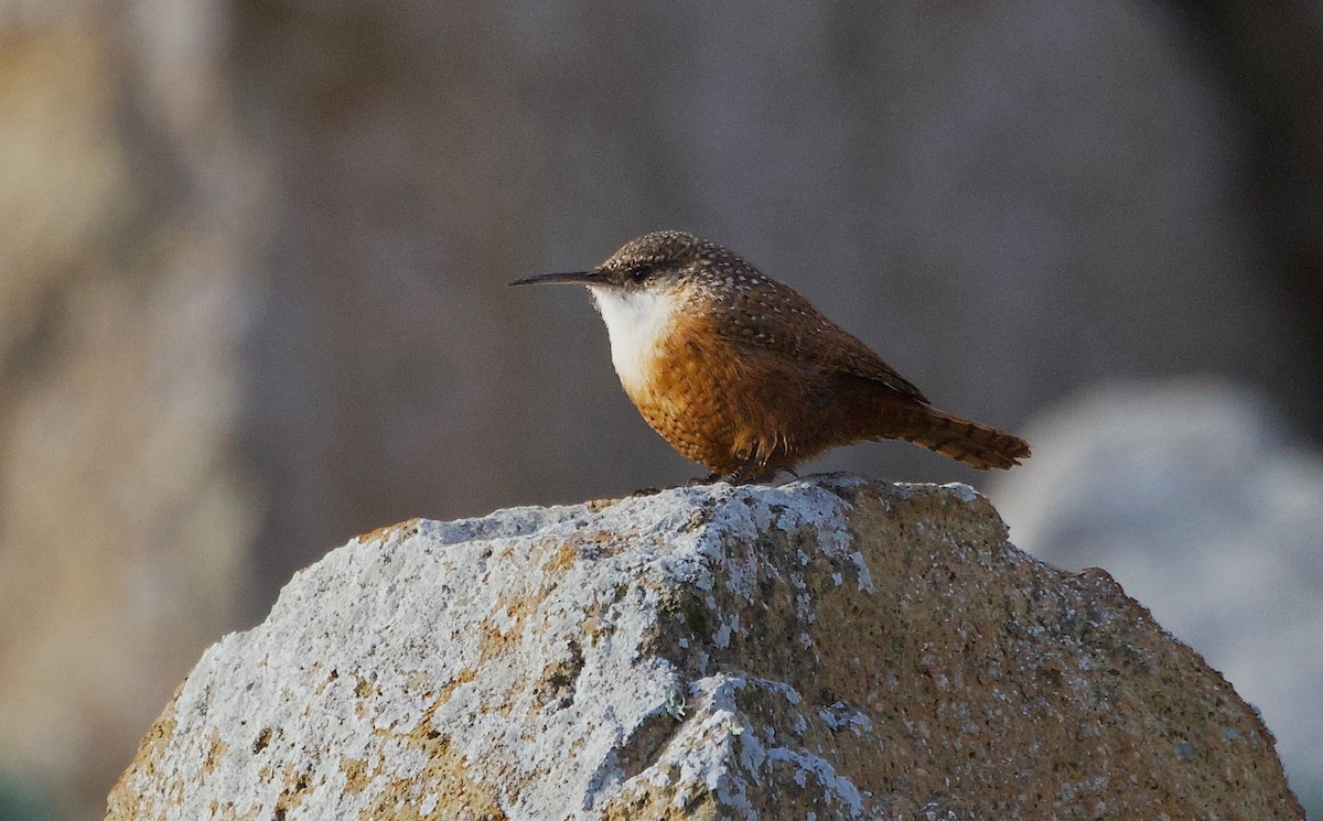 ムナジロミソサザイ - ML646965512