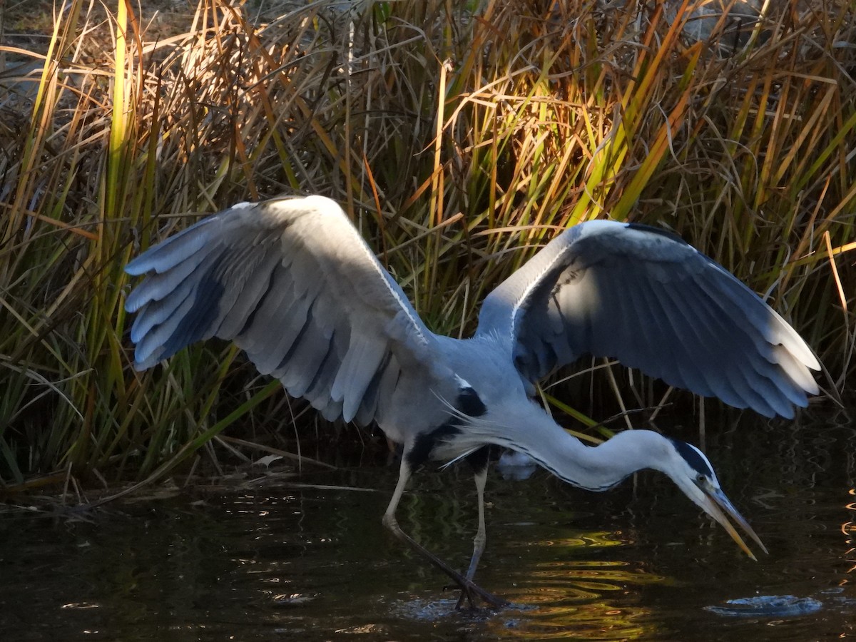 gråhegre - ML646965513