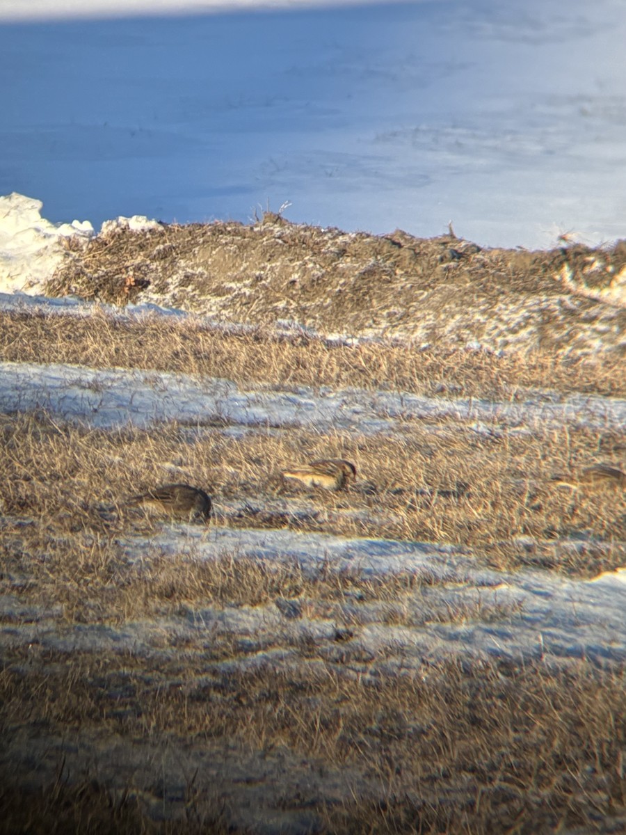 Zigolo della Lapponia - ML646965514