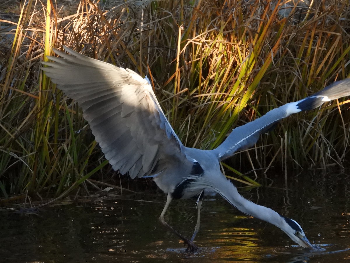 gråhegre - ML646965515