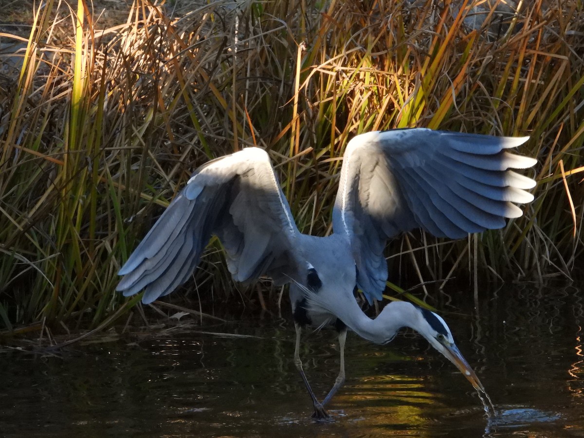 gråhegre - ML646965516