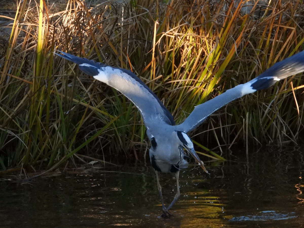 gråhegre - ML646965517