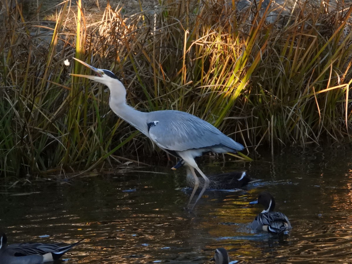 gråhegre - ML646965520