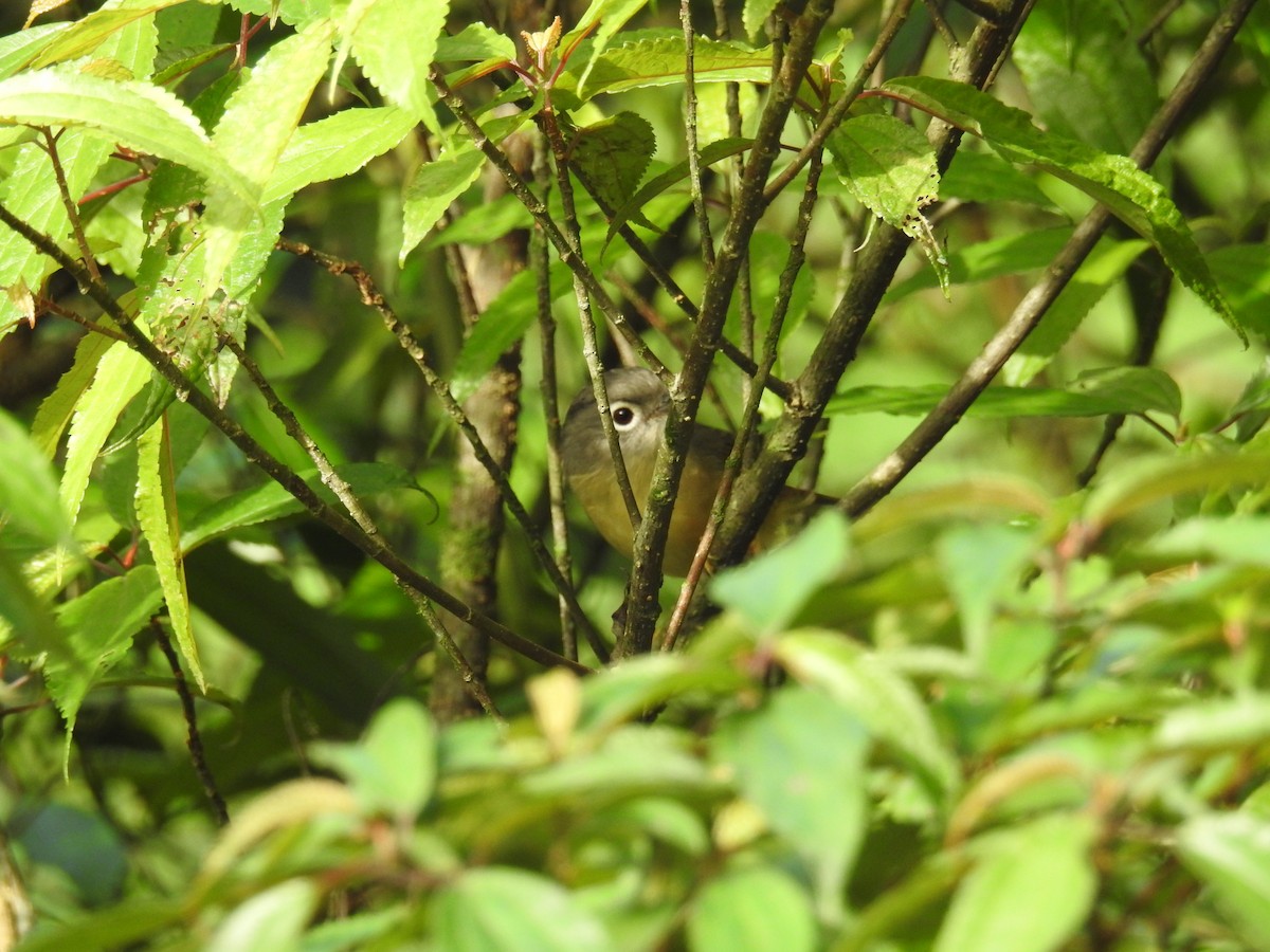 メジロチメドリ - ML646965521