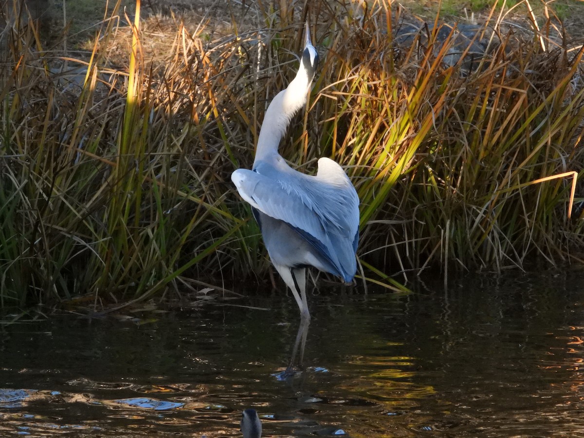 gråhegre - ML646965522