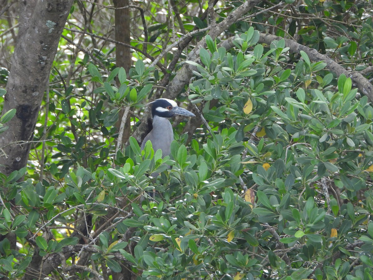 Yellow-crowned Night Heron - ML646965523