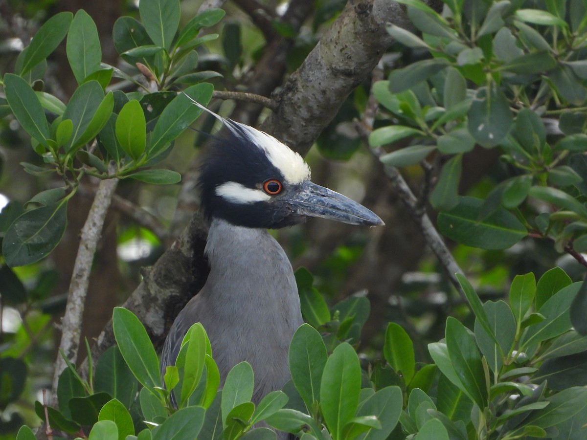 Yellow-crowned Night Heron - ML646965524