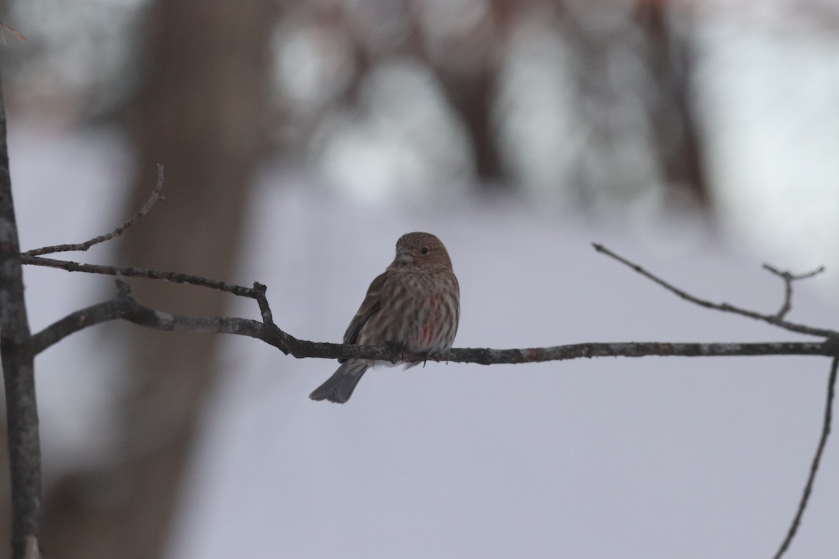 Hausgimpel - ML646965528