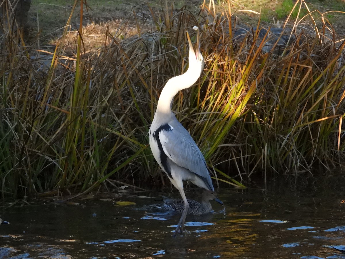 gråhegre - ML646965529