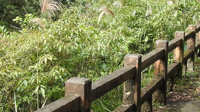 Morrison's Fulvetta - ML646965532