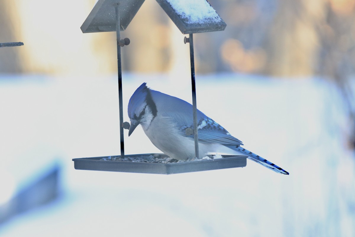 Blue Jay - ML646965533