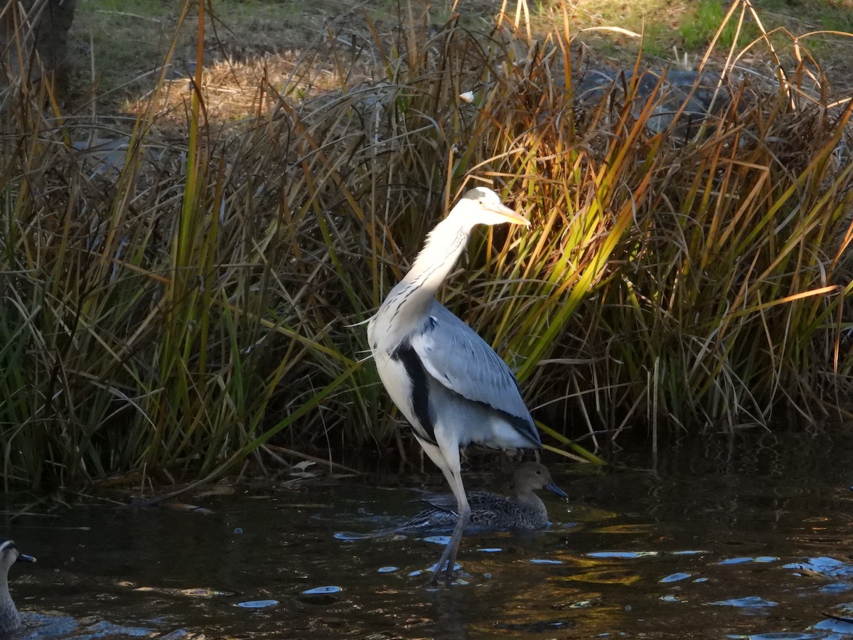 gråhegre - ML646965535