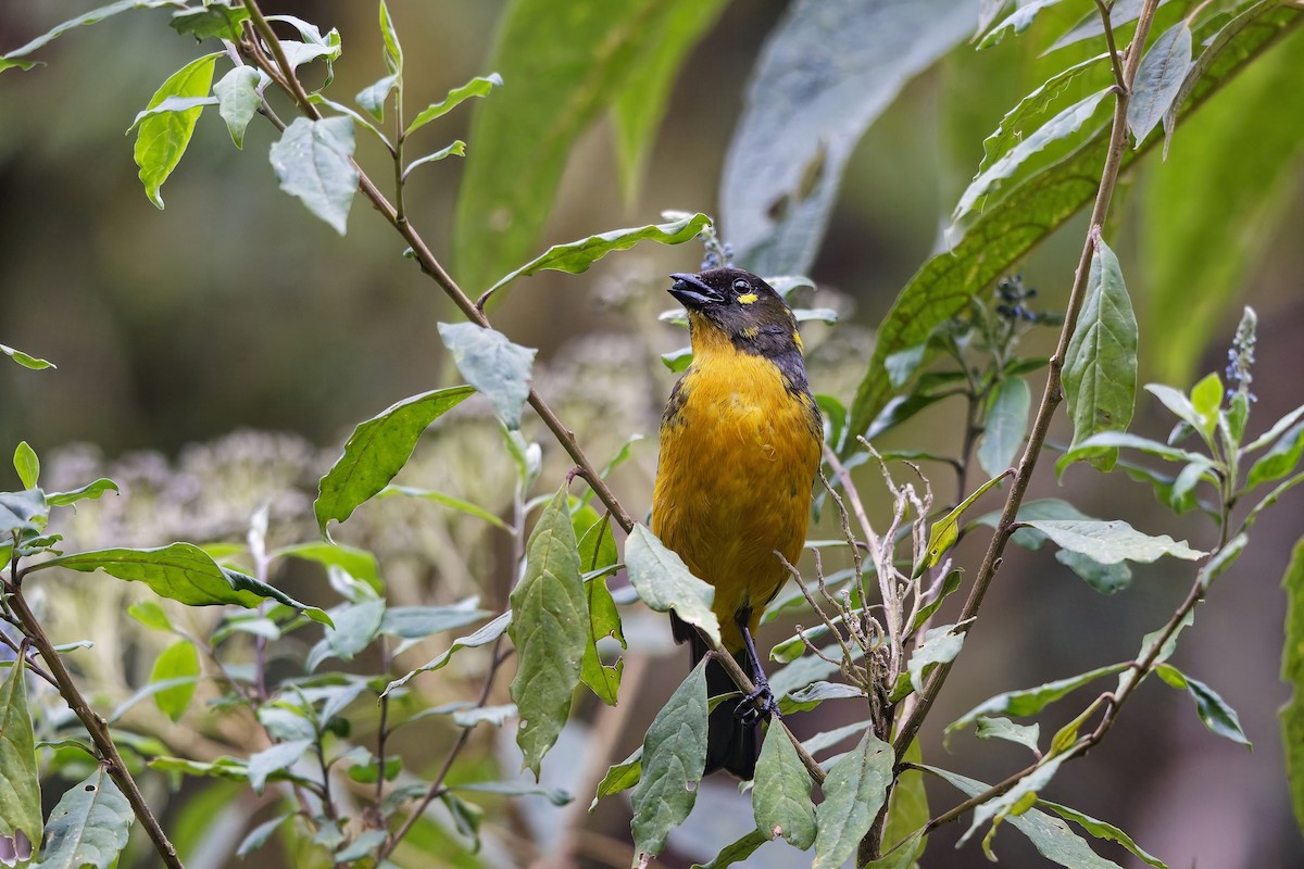 Lacrimose Mountain Tanager - ML646965542