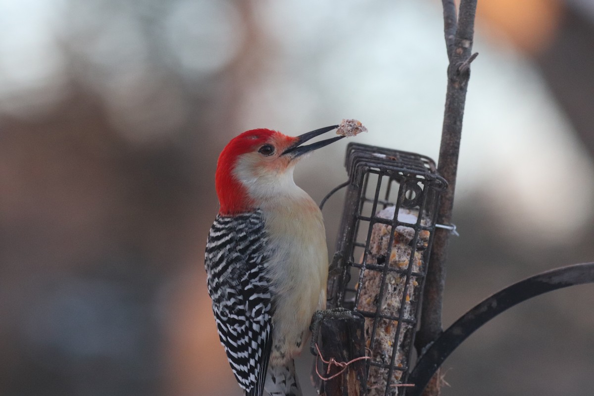 Red-bellied Woodpecker - ML646965549