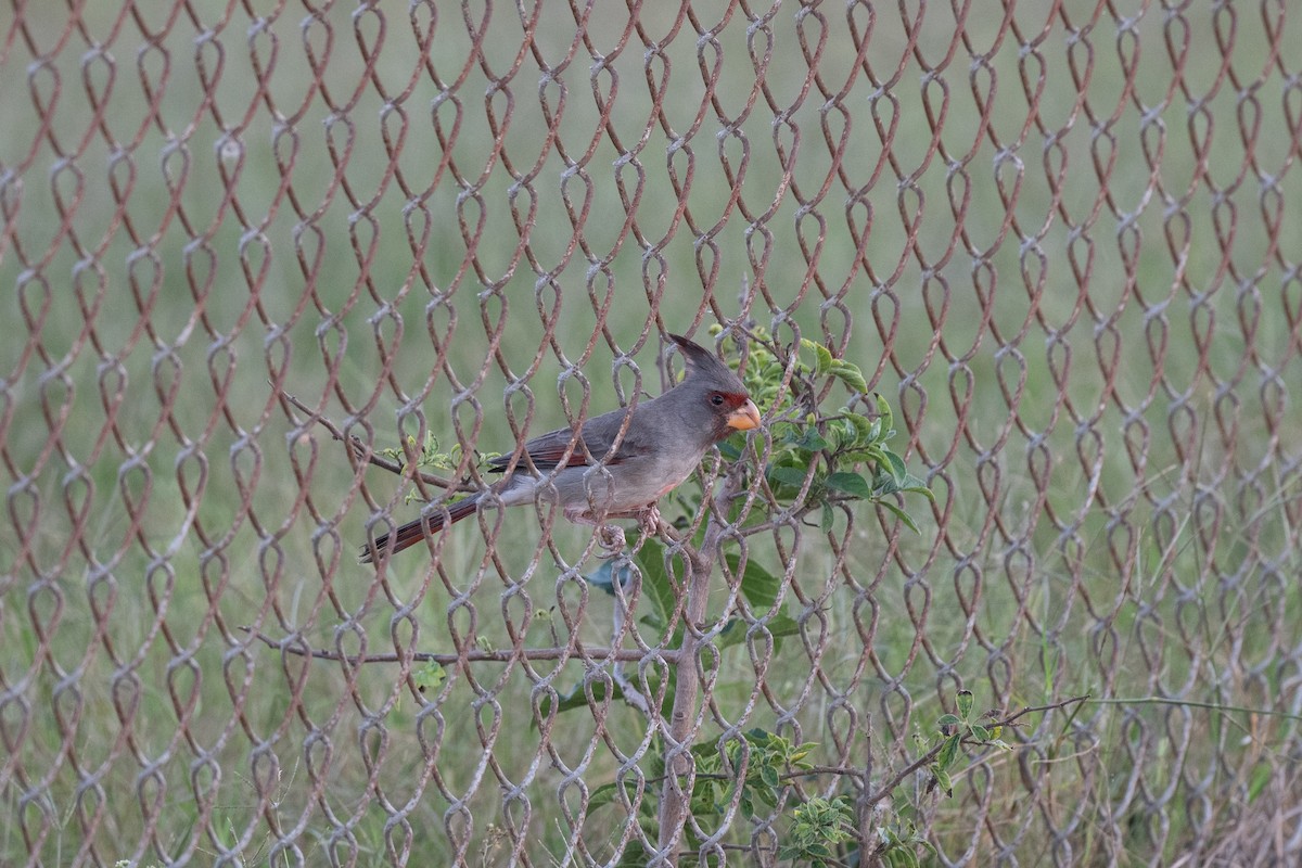 Pyrrhuloxia - ML646965553