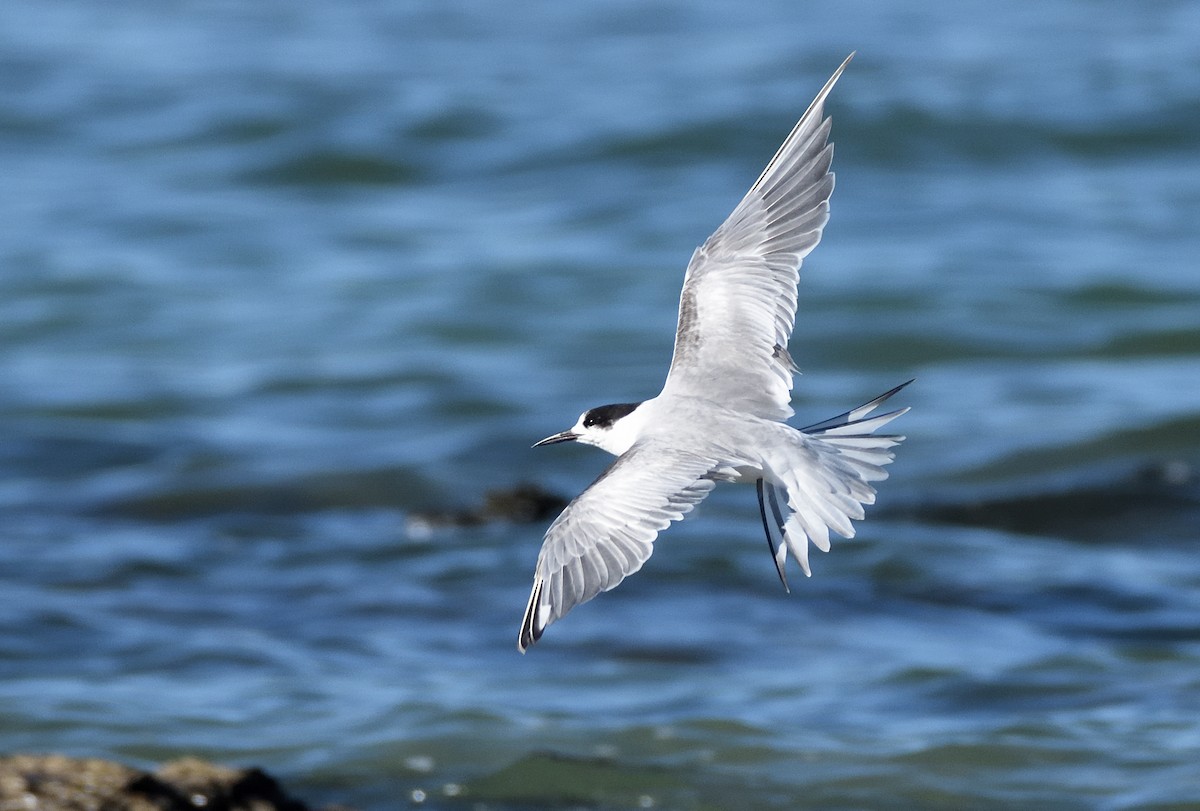 Flussseeschwalbe - ML646965555